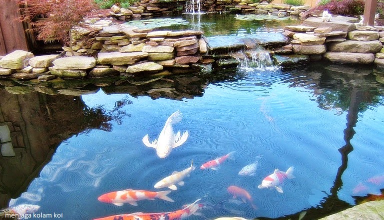 kolam ikan alami